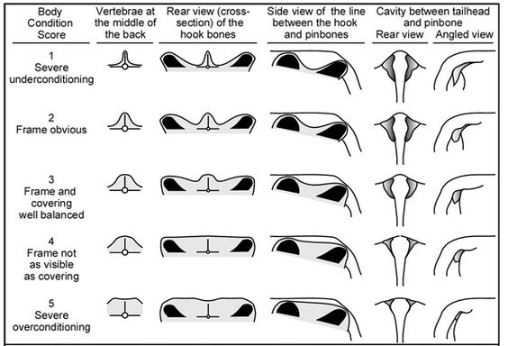 bcs chart dairy